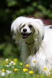 CHIEN NU CHINOIS 197